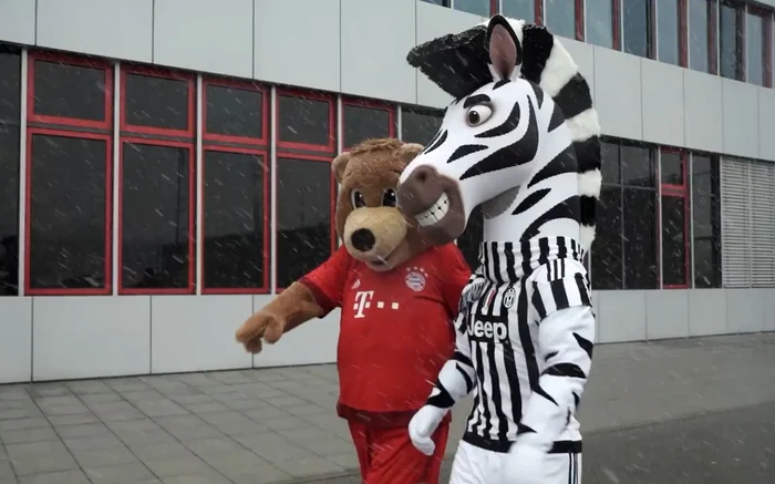 Zebra J şi ursul Berni par mai prieteni decât Lewandowski şi PogbaFoto Click!