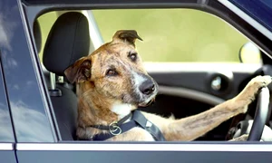 CLIIMA20121206 0050 1 jpeg