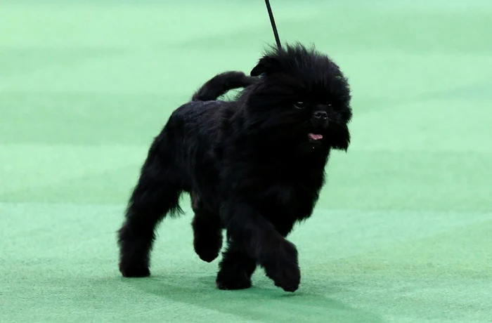 Cele mai mici rase de caini Affenpinscher