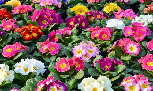 1 74166 original jpg jpeg