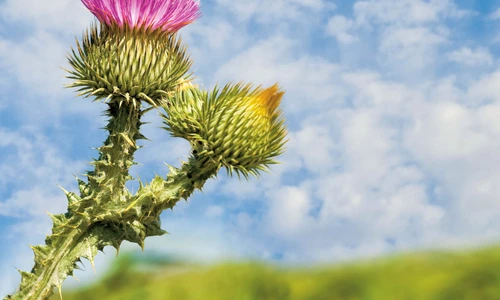 1 52519 original jpg jpeg