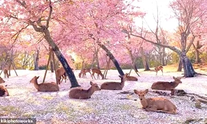 baza caprioare japonia 0 jpeg