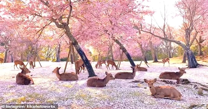 
    Zeci de căprioare au invadat parcul Nara ca să se relaxeze  