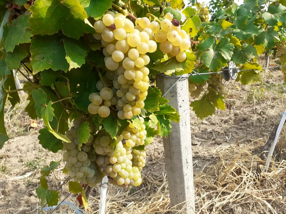 Strugurii se vând aproape de pomană în Vrancea FOTO Aurel Nişcoveanu