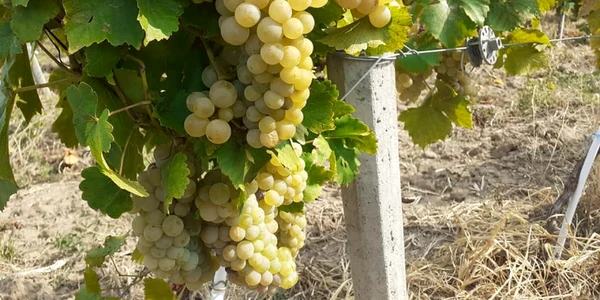 struguri recoltati in vrancea
