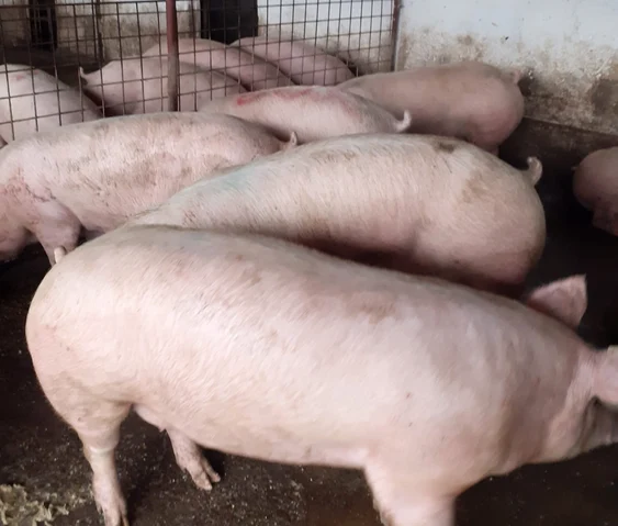 Porc românesc. FOTO Pavel Brumă / Facebook