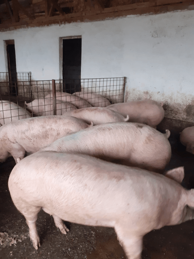 Porc românesc. FOTO Pavel Brumă / Facebook