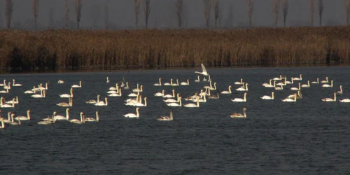 calarasi lacul iezer loc de iernare pentru pasari FOTO planiada.ro