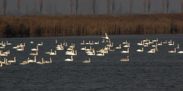 calarasi lacul iezer loc de iernare pentru pasari FOTO planiada.ro