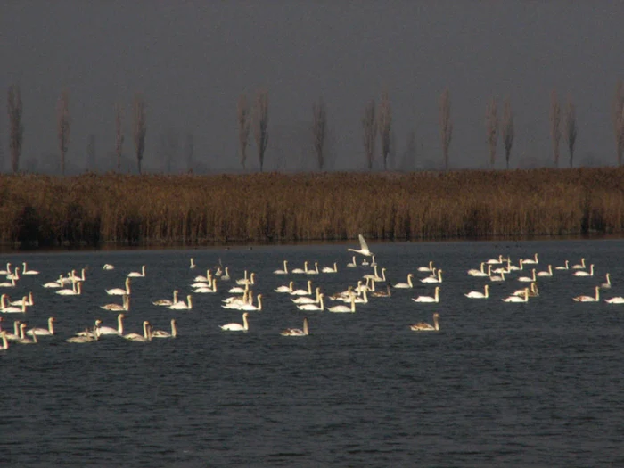 Lacul Iezer, locul preferat de iernare al multor specii de păsări protejate FOTO planiada.ro