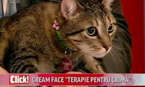 Motanul Rambo apare şi el în filmul în care joacă Claudia Pavel jpeg