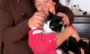 motan filou pierdut captura video jpg