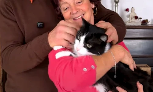 motan filou pierdut captura video jpg