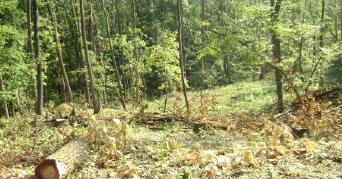 1.000 de hectare din Pădurea Ersig au fost înstrăinate