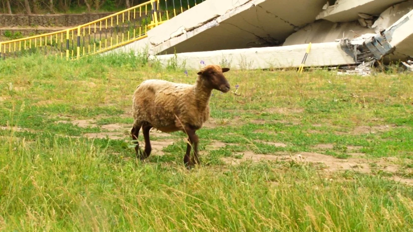 Până să fie salvată, o oaie a stat patru zile a stat sub podul dărâmat FOTO ISU Neamţ