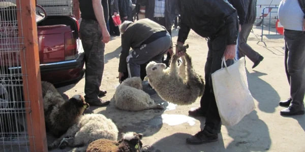 Mieii furaţi au fost găsiţi de poliţişti foto Arhivă