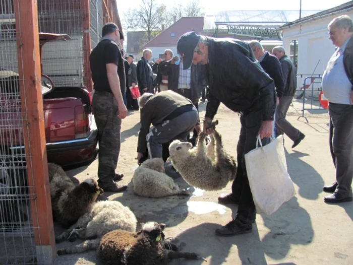 Mieii furaţi au fost găsiţi de poliţişti foto Arhivă