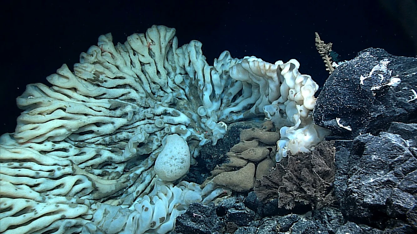 Aceasta este cea mai longevivă creatură marină / foto: NOAA