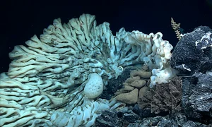 PHOTO   Biggest Sponge in Papahanaumokuakea Close Up jpg