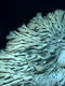 PHOTO   Biggest Sponge in Papahanaumokuakea Close Up jpg