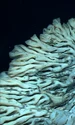 PHOTO   Biggest Sponge in Papahanaumokuakea Close Up jpg