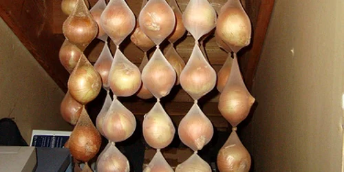 ceapa dresuri