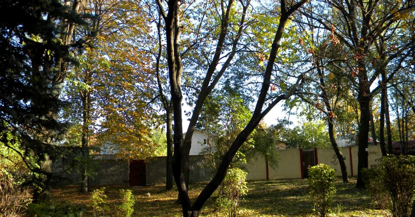 De acest copac s-a spanzurat fata