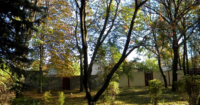 De acest copac s-a spanzurat fata