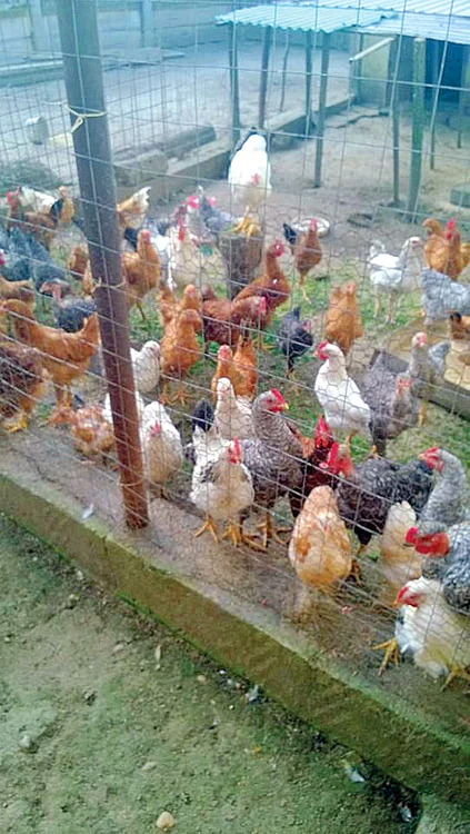 Crește sute de păsări  pentru că nu-i place  carnea de pui  din supermarket