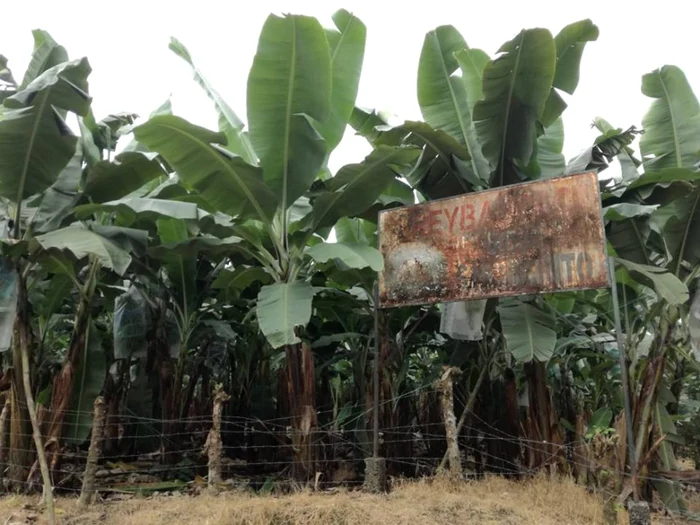 Anca Gheorghică pe plantaţiile de banane din Ecuador FOTO Arhivă personală