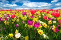 tulips 1197602 1280 jpg