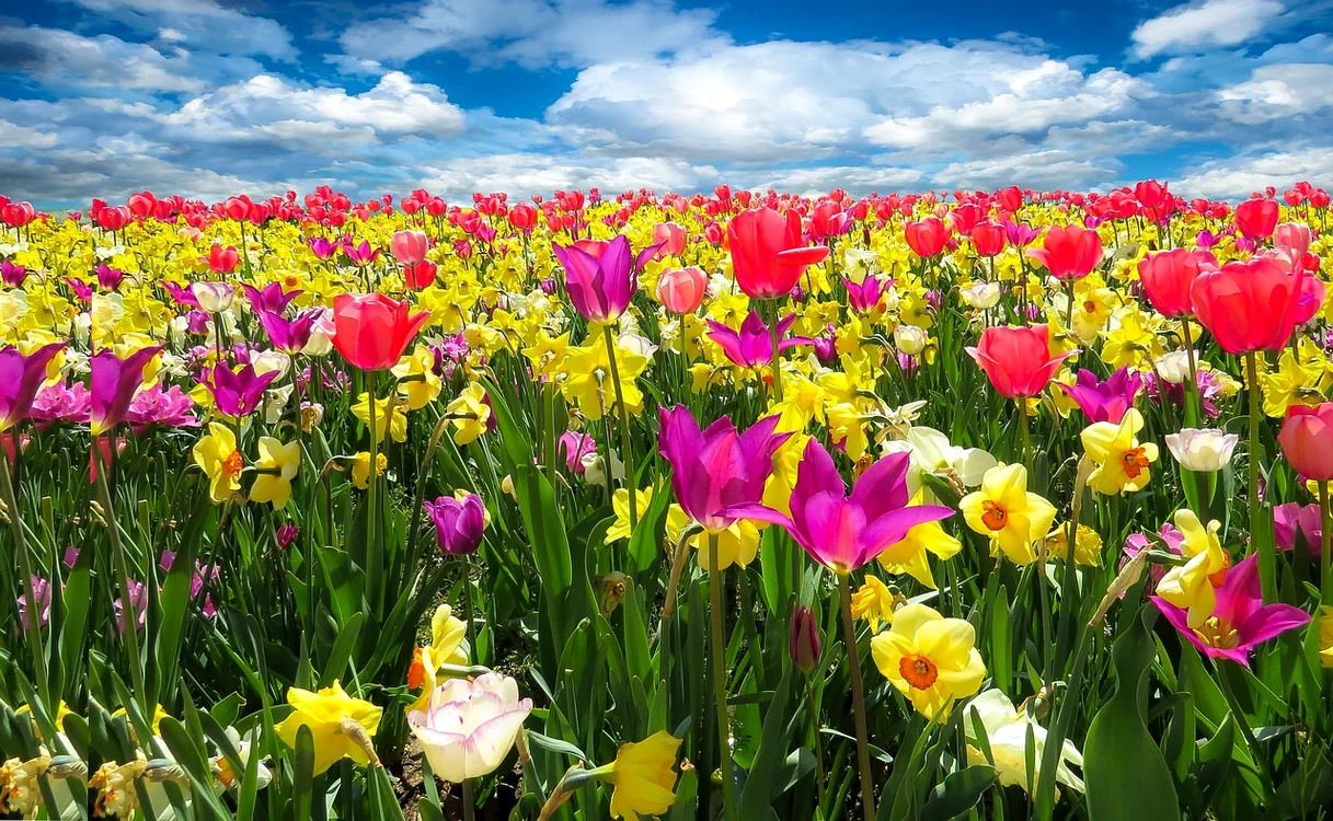 Florile de primăvară timpurie se plantează toamna / foto: Pixabay