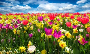 tulips 1197602 1280 jpg