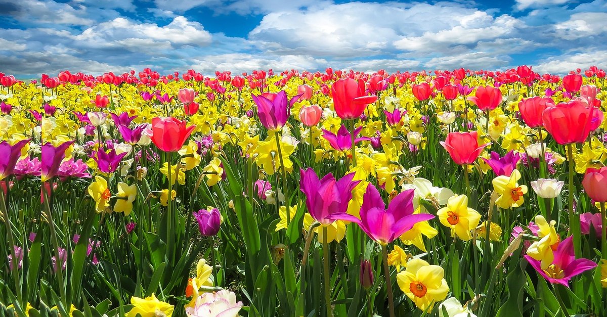 Florile superbe pe care trebuie să le plantezi în grădină doar la jumătatea lunii noiembrie. În anul viitor vor înflori spectaculos și vei avea o grădină de vis