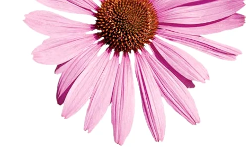 echinacea jpeg