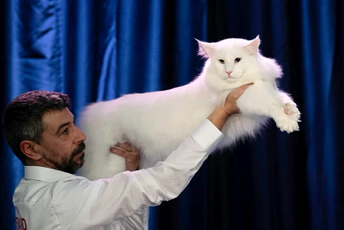 Salonul Internațional Felin SofistiCAT (3) jpeg