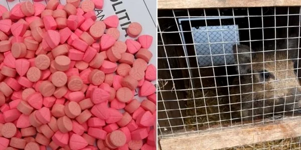 droguri si animale