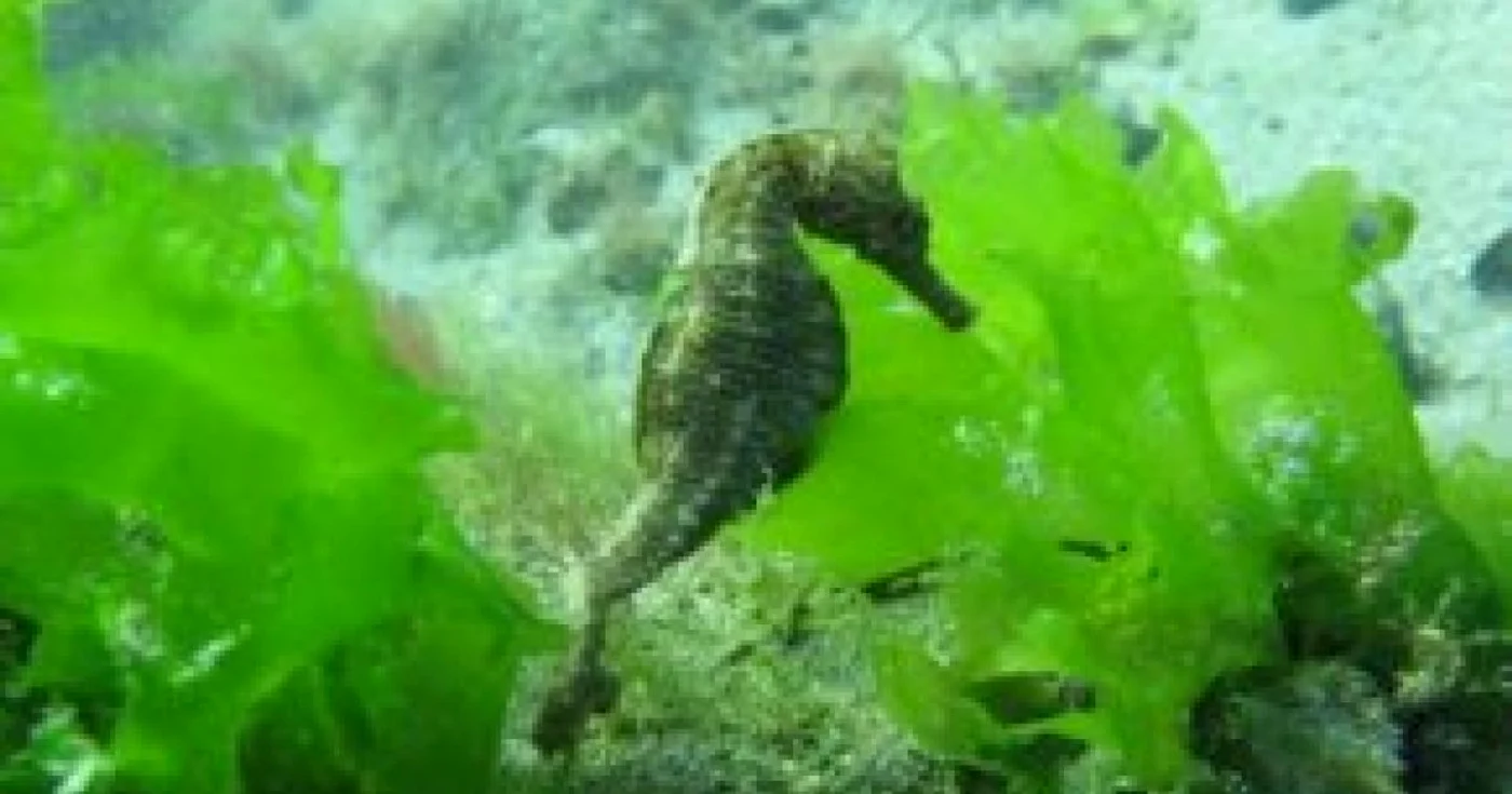 Raport: Specii de sturion, delfin, rechin, pe cale de dispariţie în Marea Neagră