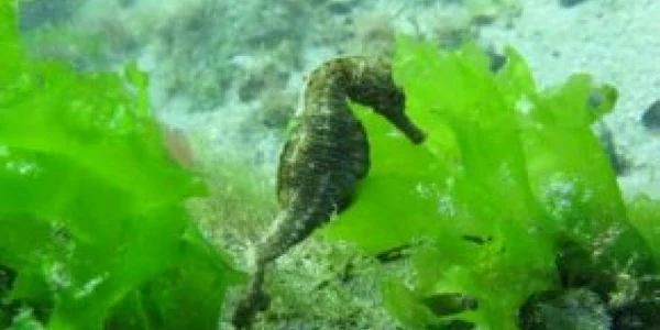 Raport: Specii de sturion, delfin, rechin, pe cale de dispariţie în Marea Neagră