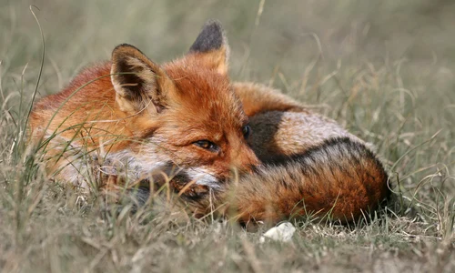 fox 4595670 1920 jpeg