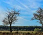 proiectul fotografic Trei copaci al profesorului Mirel Matyas