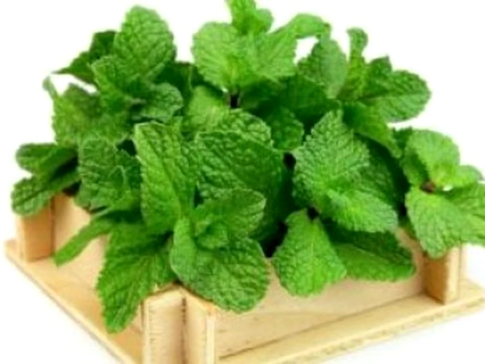 Menta poate atrage abundența. Foto: arhiva.