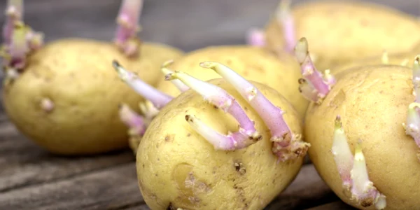 Cartofi încolțiți. FOTO diabet-si-nutritie.ro