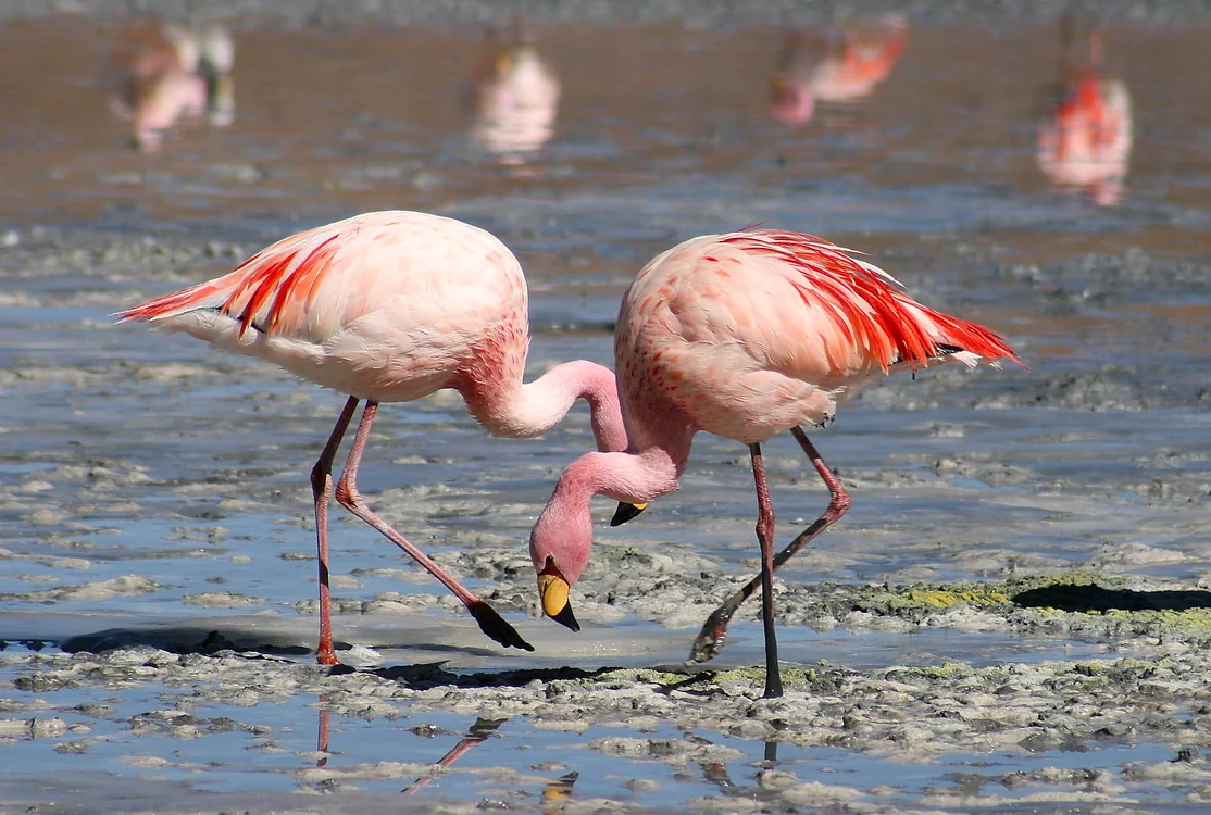 Păsări flamingo Foto: Wikipedia