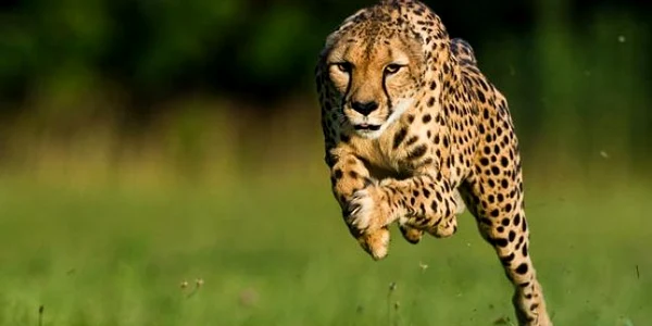 Demarajul ghepardului rivalizează cu cel al unui Lamborghini