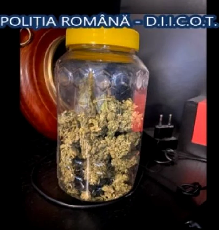 Cannabis descoperit la percheziţii