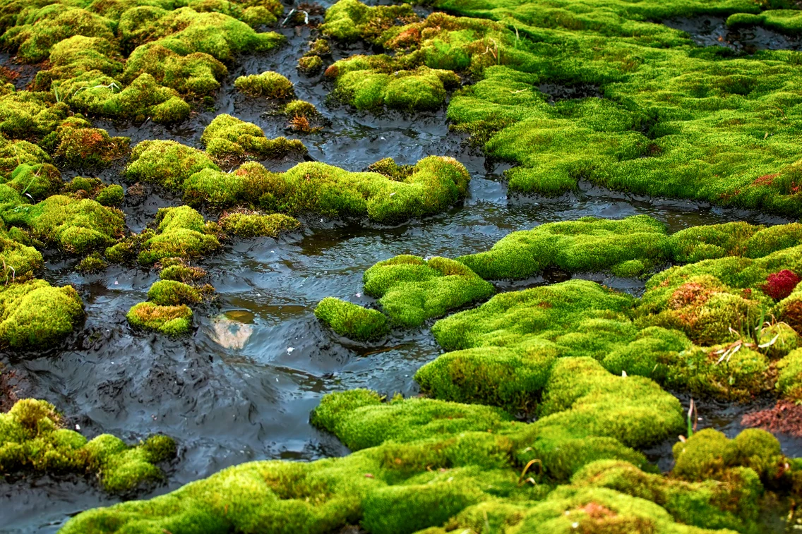 2 moss jpg jpeg