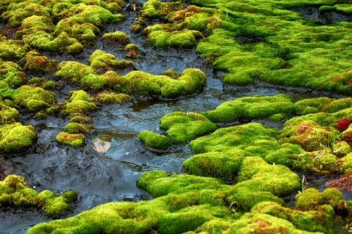 2 moss jpg jpeg