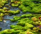 2 moss jpg jpeg