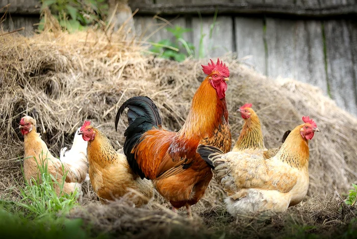Hrana păsărilor pe timp de vară / foto: Pixabay